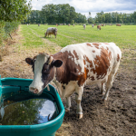 João Eustáquio De Almeida Junior explica como a qualidade da água influencia diretamente o desempenho do gado no pasto.