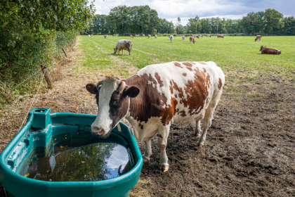 João Eustáquio De Almeida Junior explica como a qualidade da água influencia diretamente o desempenho do gado no pasto.