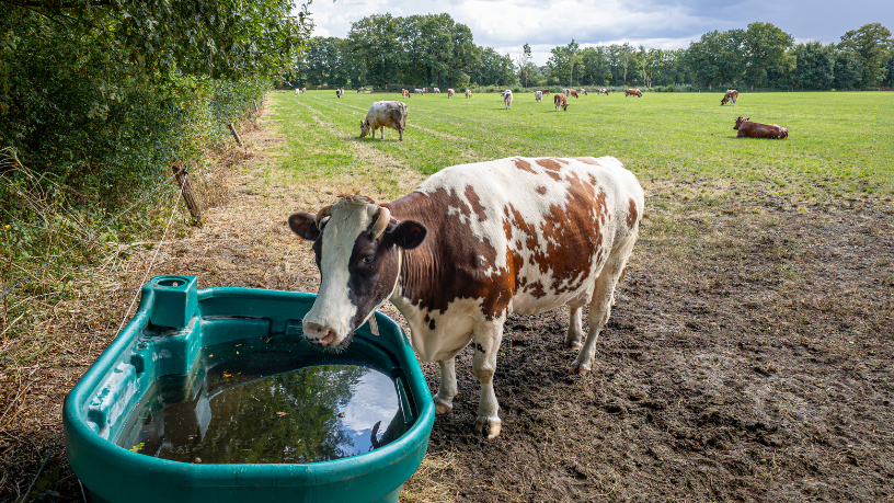 João Eustáquio De Almeida Junior explica como a qualidade da água influencia diretamente o desempenho do gado no pasto.